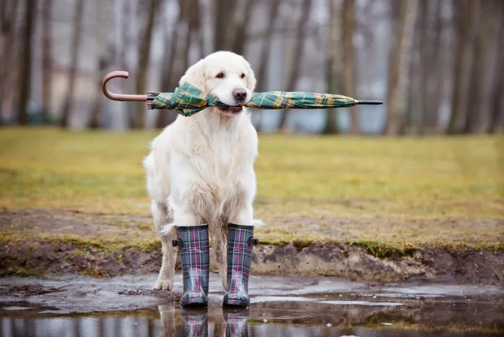 golden retriever dog ready for rain