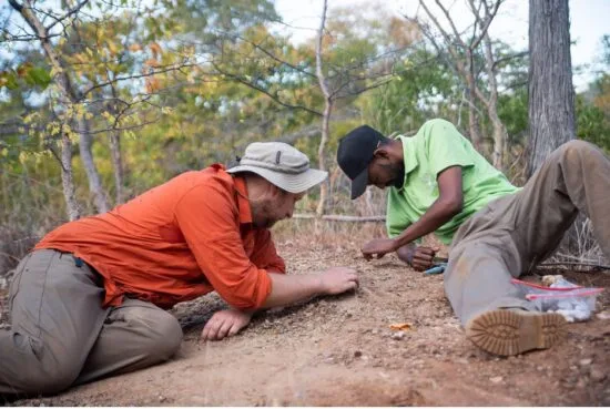 Paleontólogos encontram fóssil de dinossauro mais antigo da África