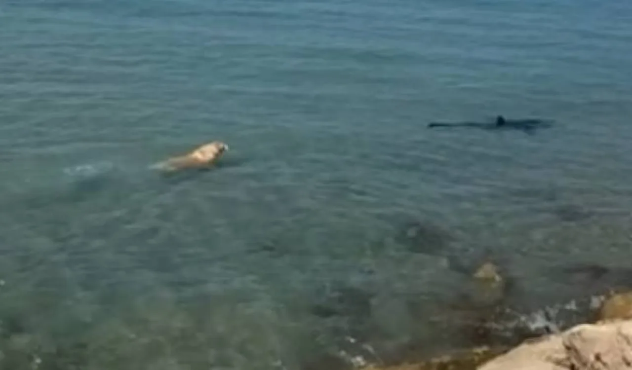 VÍDEO | Cão pula no mar, persegue e morde tubarão