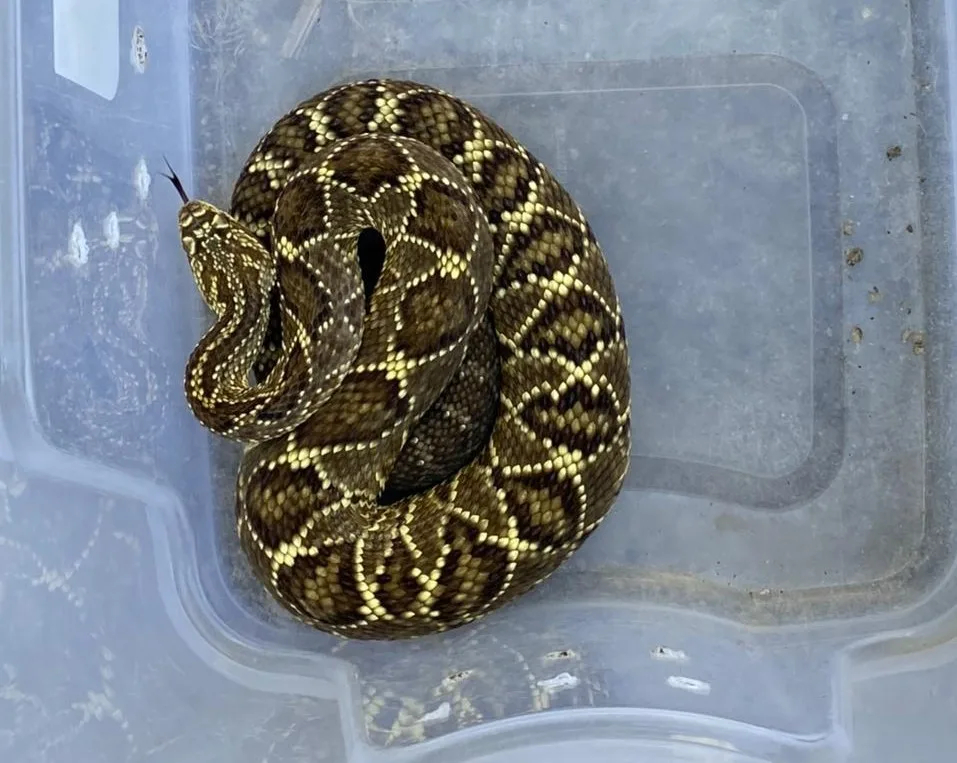 Cobras são encontradas em cativeiro no município de Vila Velha após denúncia