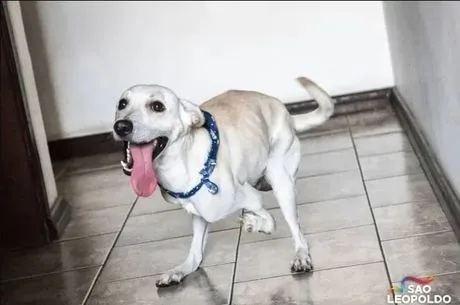 Tatá Werneck entra na fila para adotar cão abandonado com deficiência nas duas patas