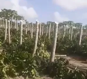 Plantações de café e mamão podem ter sido destruídas por vingança em Aracruz