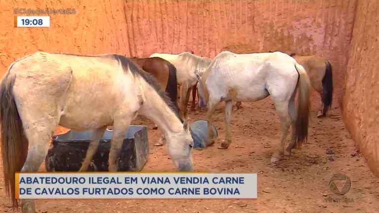 Matadouro clandestino é fechado em Viana