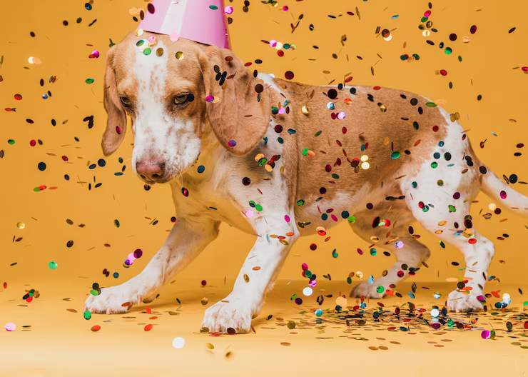 Carnaval: vai levar o pet para a folia? Veja cuidados