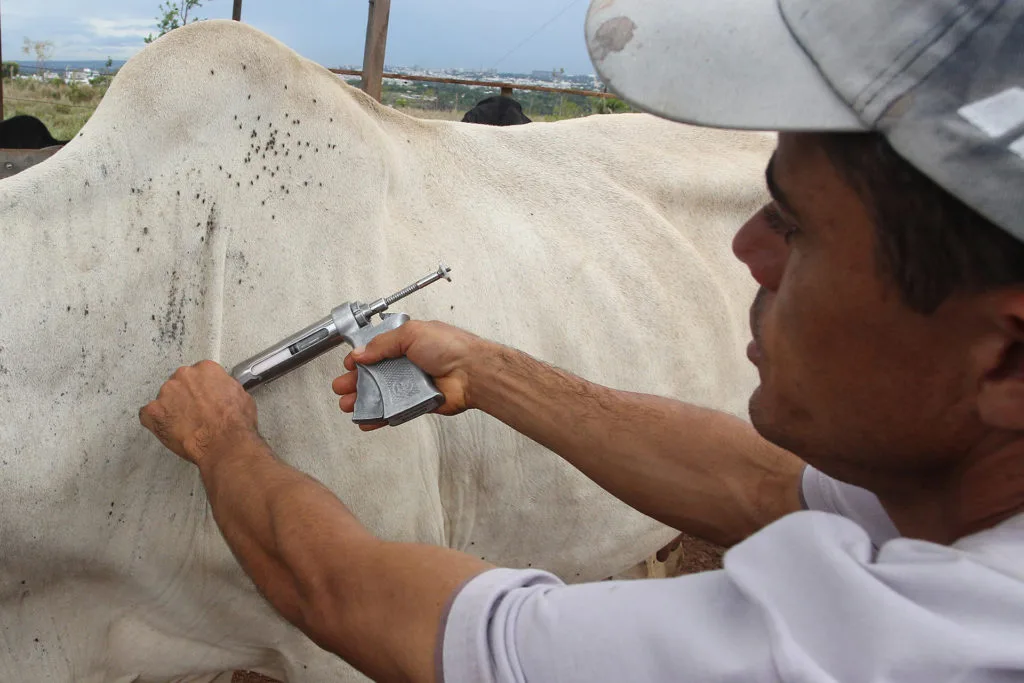 Saúde animal: Brasil é considerado livre da Febre Aftosa