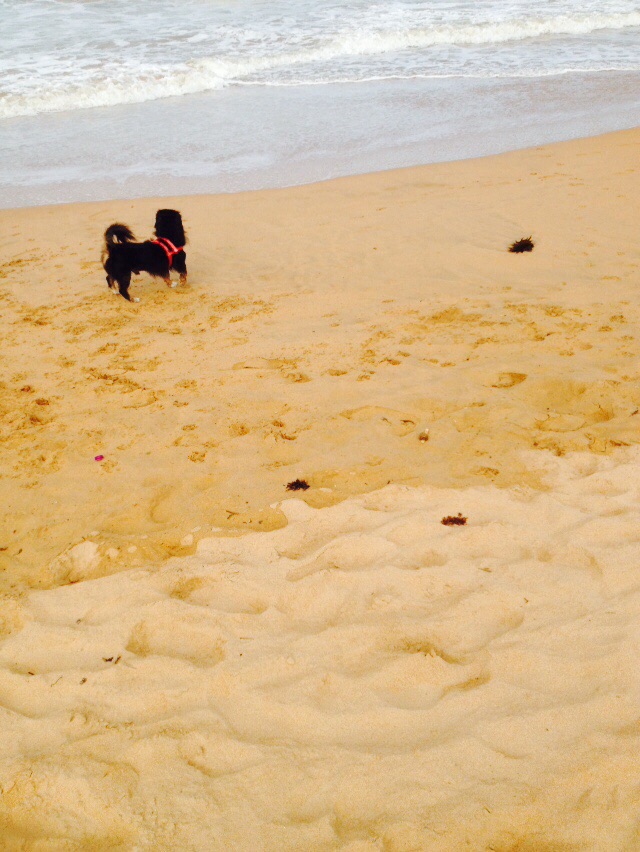 Passeio na praia