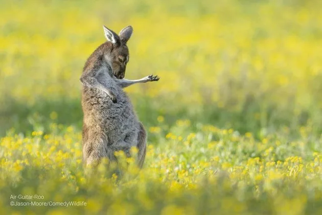 Foto: JASON MOORE/COMEDY WILDLIFE PHOTOGRAPHY AWARDS