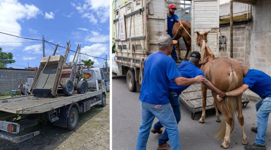 Cavalos e carroças são apreendidos durante ação em Vila Velha