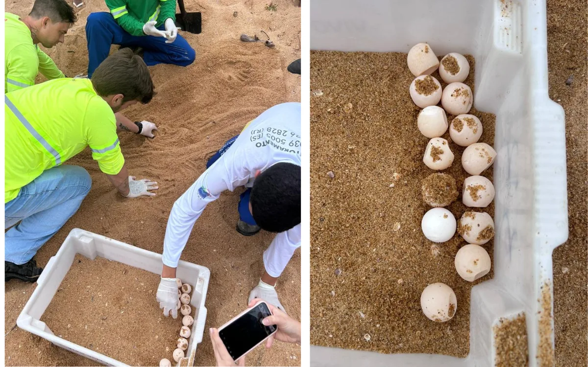 "Sheik" de Guarapari faz caça ao tesouro em praia e ovos de tartaruga são danificados