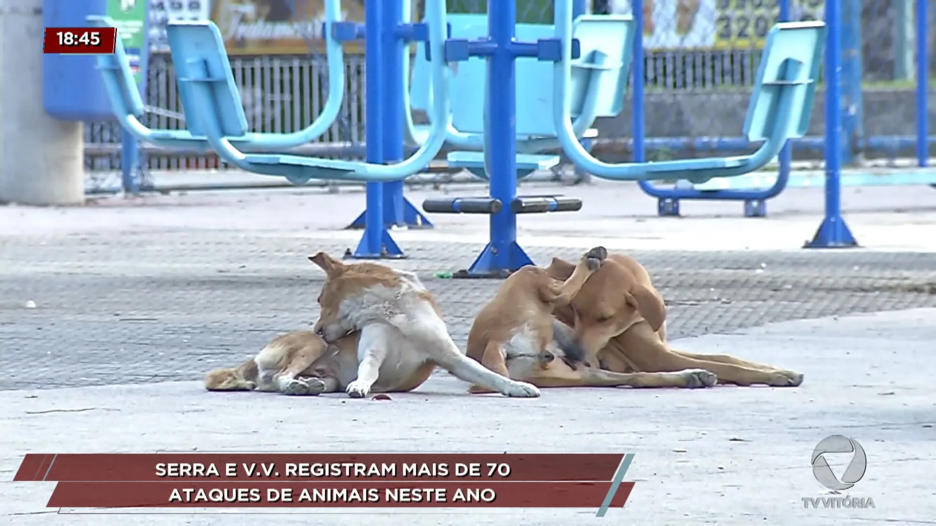 Serra e V.V.  registram mais de 70 ataques de animais neste ano