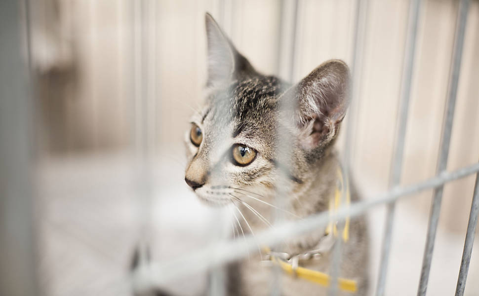 Feira de adoção de cães e gatos no Boulevard Shopping