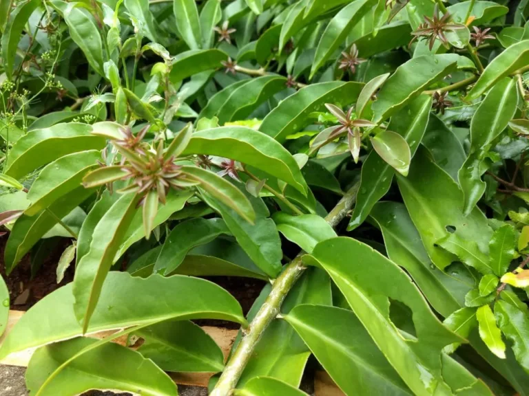 Foto: Divulgação/Sabor Saúde Orgânicos