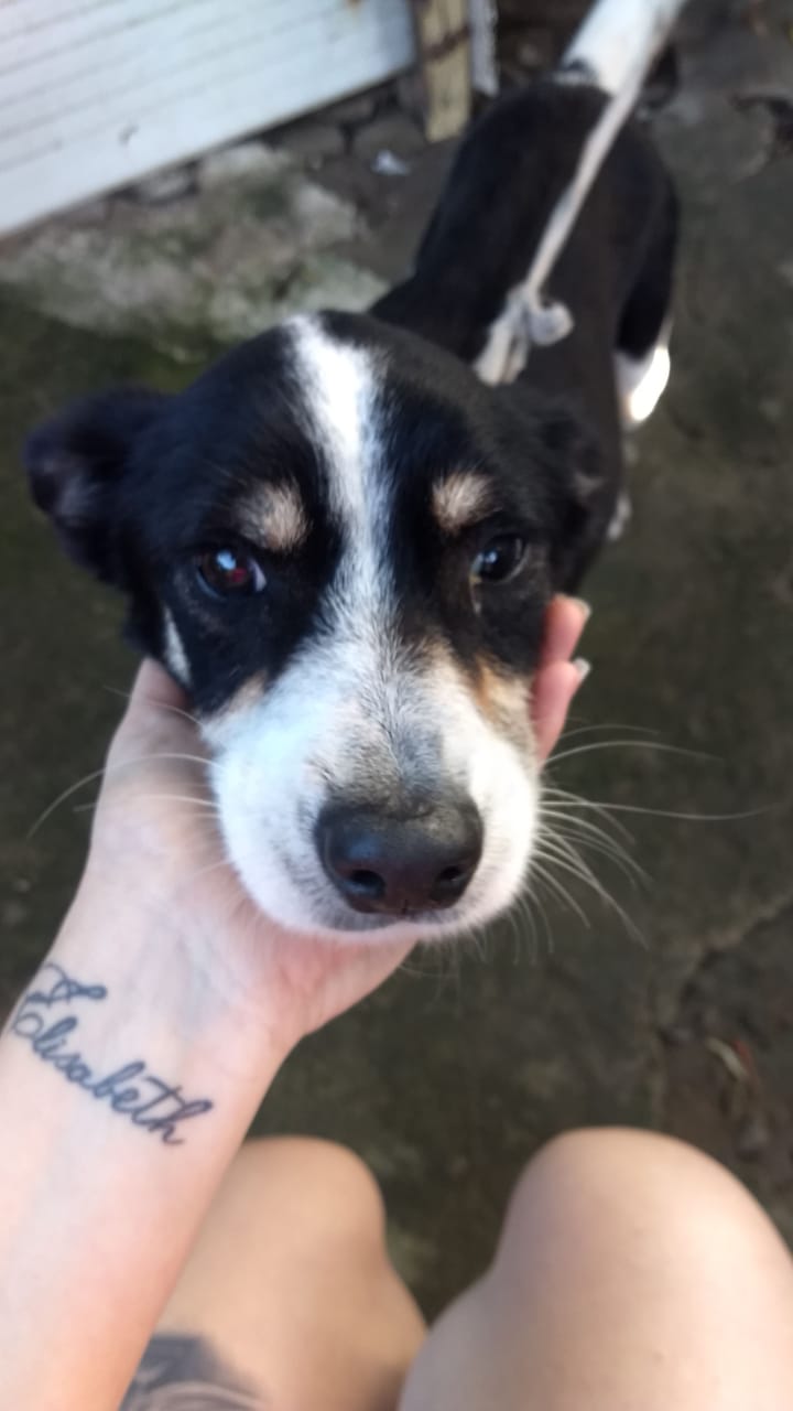 ABRIGOS CAPIXABAS ESTÃO LOTADOS DE ANIMAIS ABANDONADOS!!