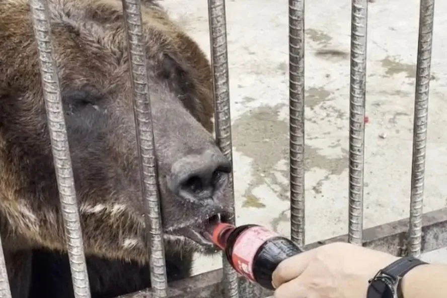 Urso bebe Coca-Cola em zoológico e gera revolta na web: "Pode?"