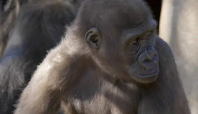 Gorila de três anos passa por cirurgia de catarata em zoológico dos EUA