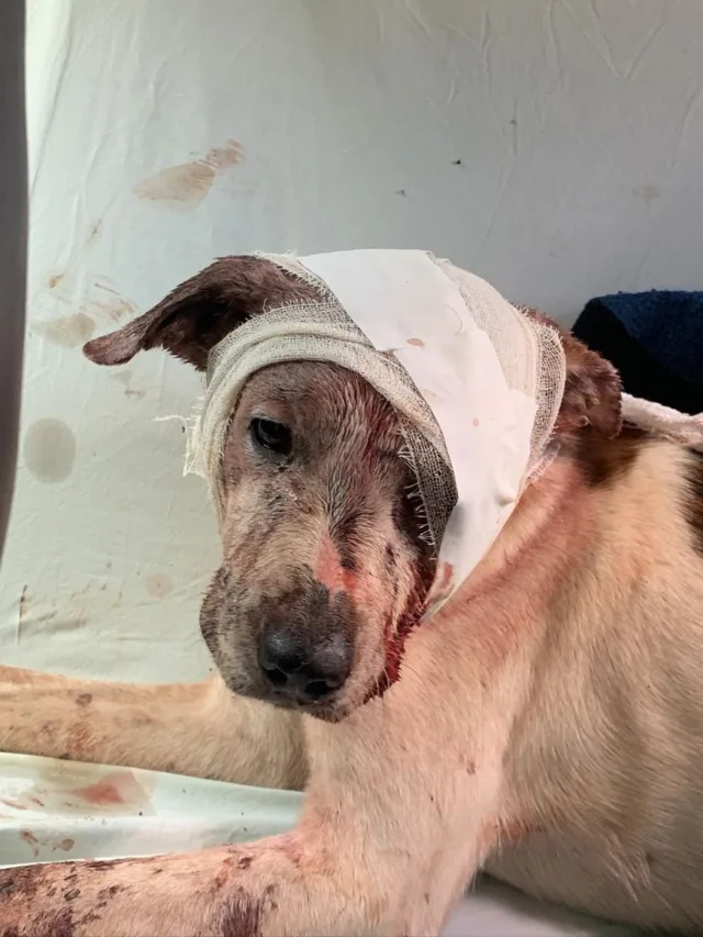 VÍDEO | Cachorro é resgatado com vida após ser agredido com facão por produtor rural em Brejetuba