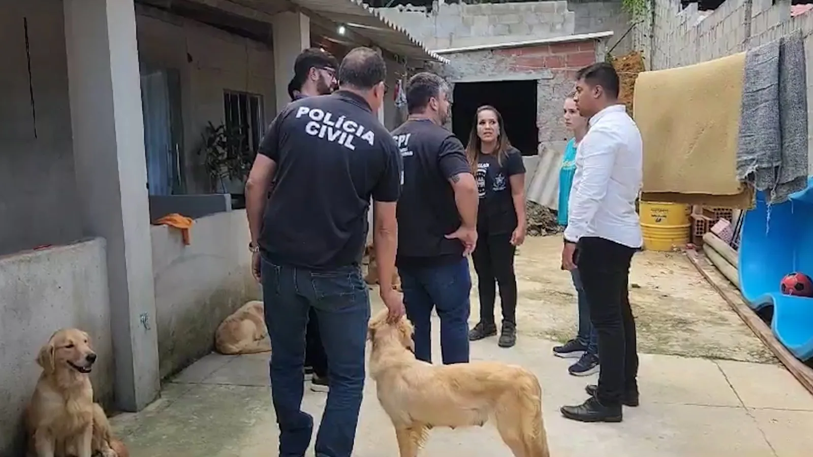 VÍDEO | Operação resgata 22 animais em canil clandestino de Viana