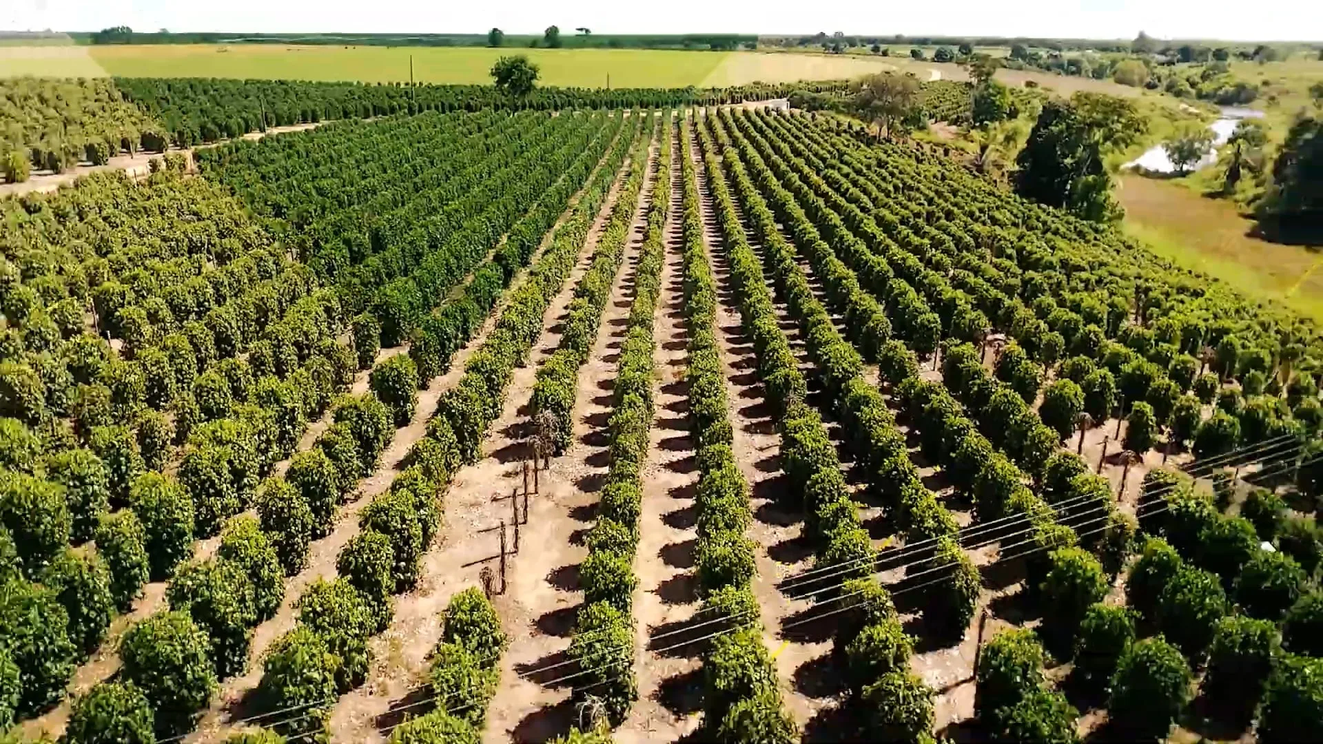 Agro Business T1E10 | Produção de ovos; Plantação de Gengibre; Cultivo de Chuchu; Morango e Vinho