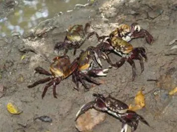 soltura de caranguejo-uçá no mangue