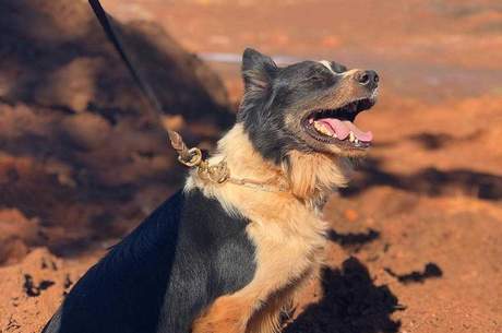 Morre Thor, cão que atuou nas tragédias de Brumadinho e Mariana