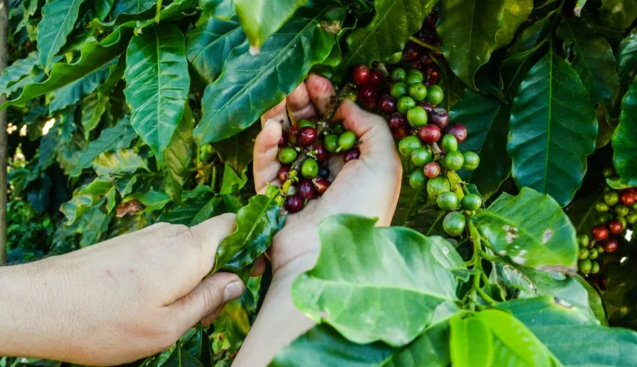 Premiação do concurso de qualidade do café em Cachoeiro terá programação especial