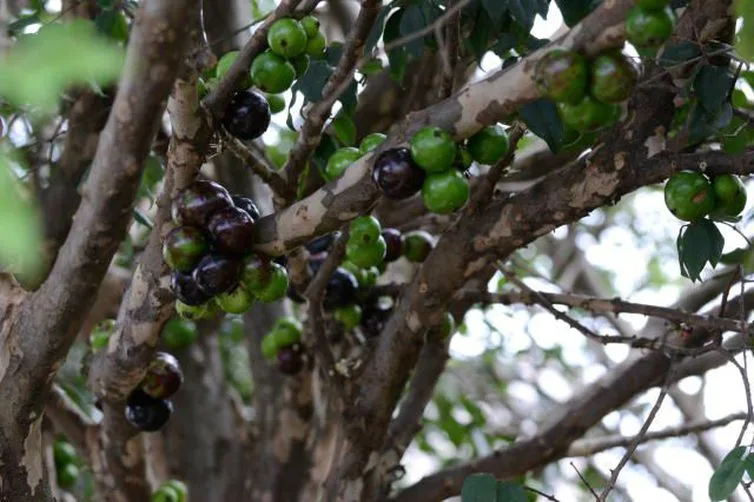 Extrato da casca de jabuticaba combate pré-diabetes