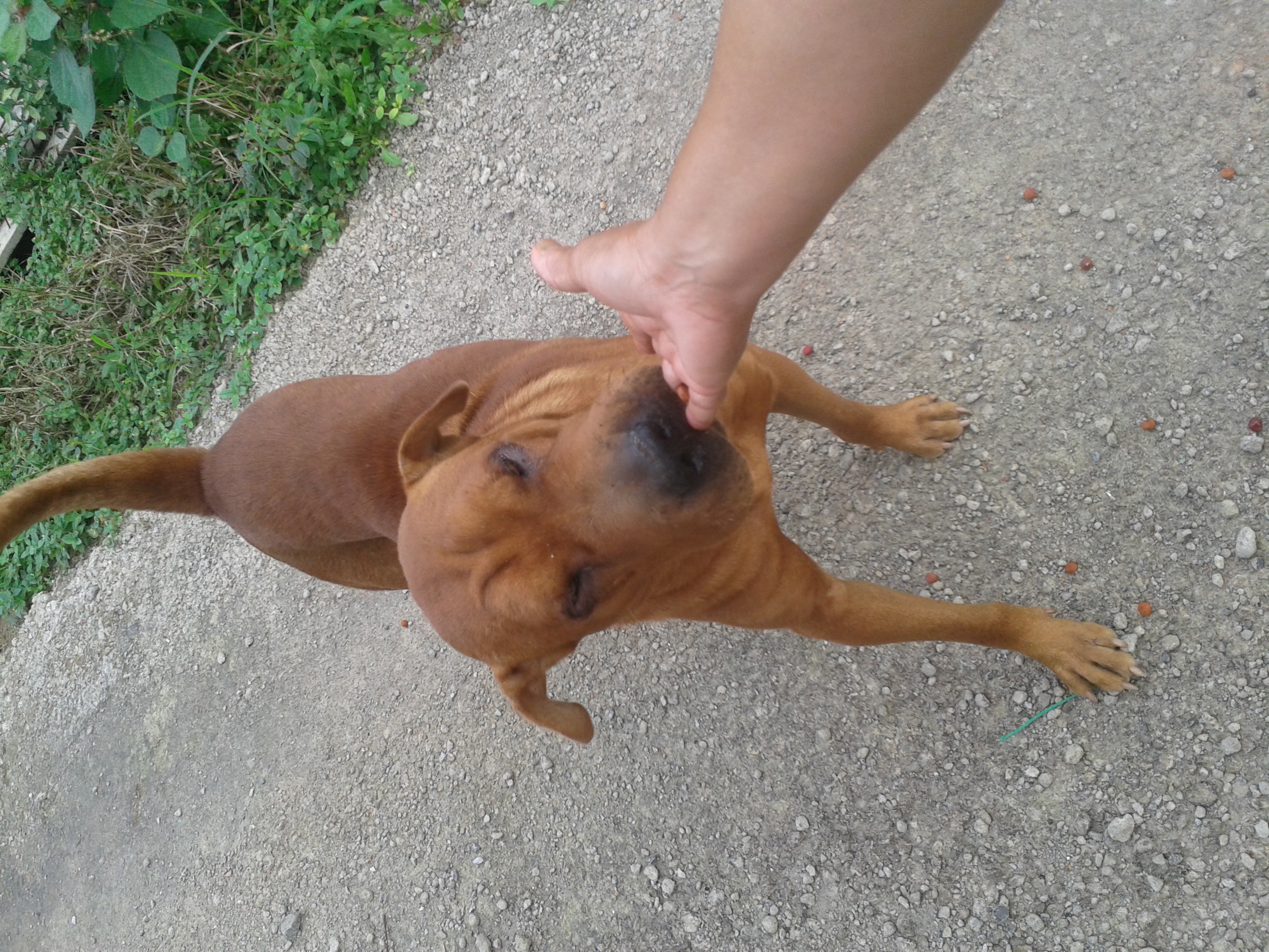 Procurando um cachorro para adotar? Já encontrou!