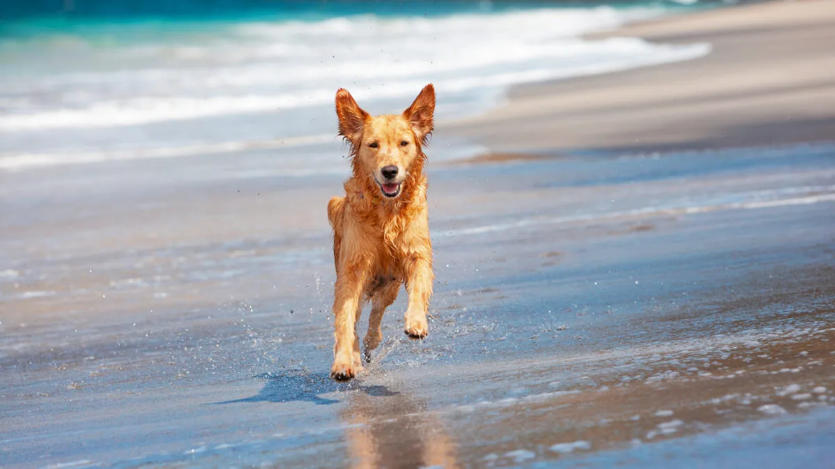 Verão com os pets: cuidados para garantir a saúde e a diversão