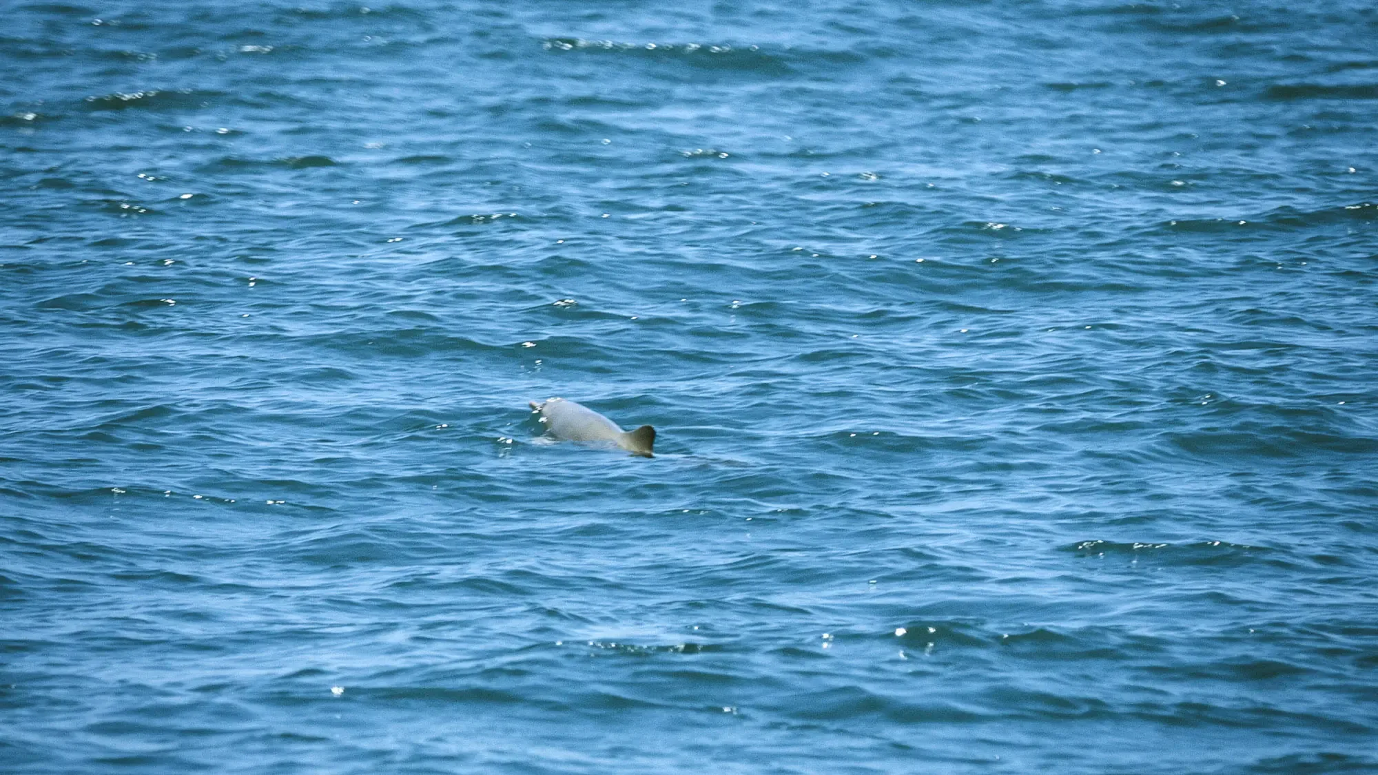 Golfinho ameaçado é descoberto em Paraty