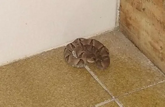 Que susto! Família encontra filhote de cobra venenosa dentro de casa na Serra