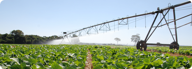 Agronegócio - o caminho certo para o futuro do Brasil