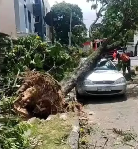 VÍDEO | Carro fica destruído após queda de árvore em Vitória