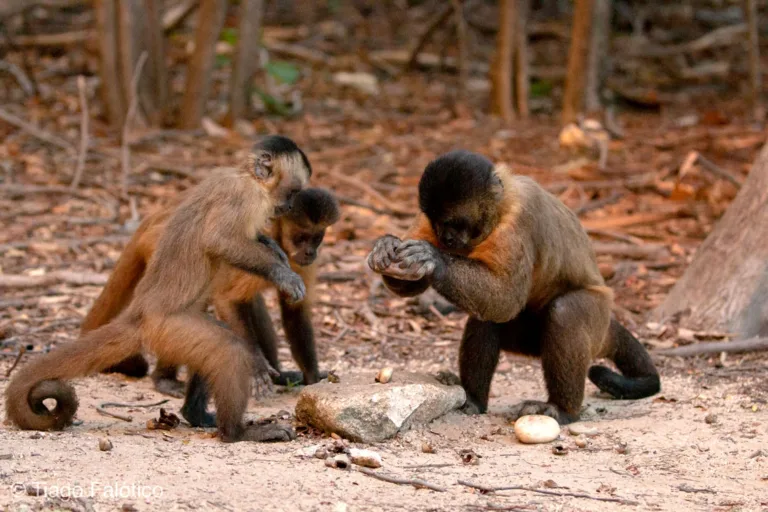 Moradores flagram macaco-prego e pedem ajuda para resgatá-lo