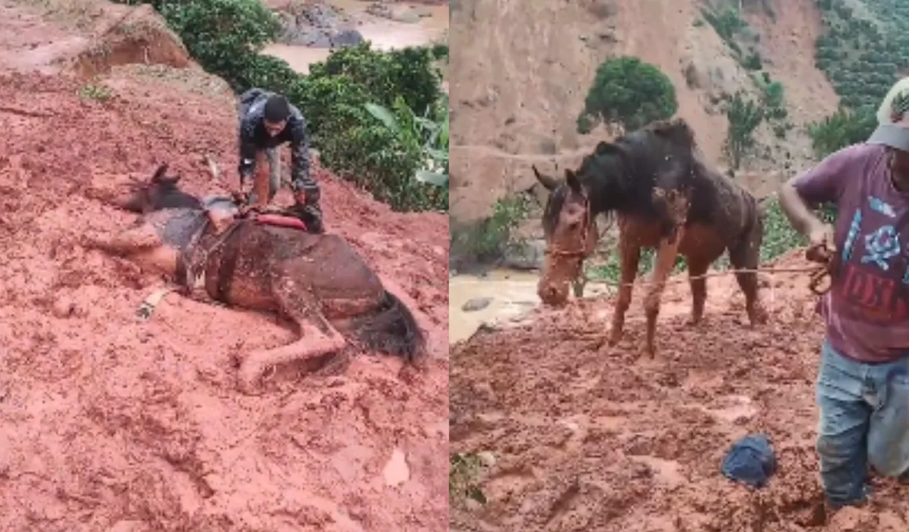 Após chuvas, cavalo fica atolado na lama e é salvo por motociclistas; veja vídeo