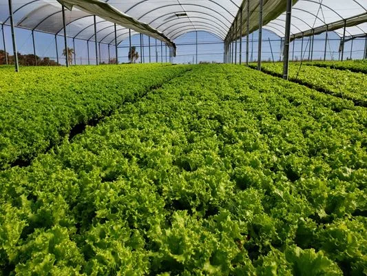 Projeto liderado por mulheres combate o desperdício no campo