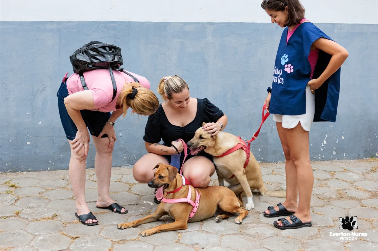 ONG que abriga mais de 100 animais fica sem sede e pede ajuda