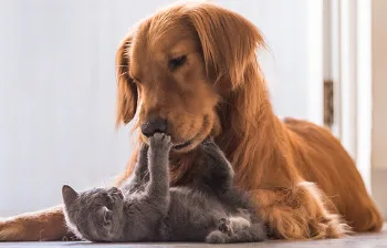 Feira de adoção de cães e gatos acontece neste domingo em Vitória