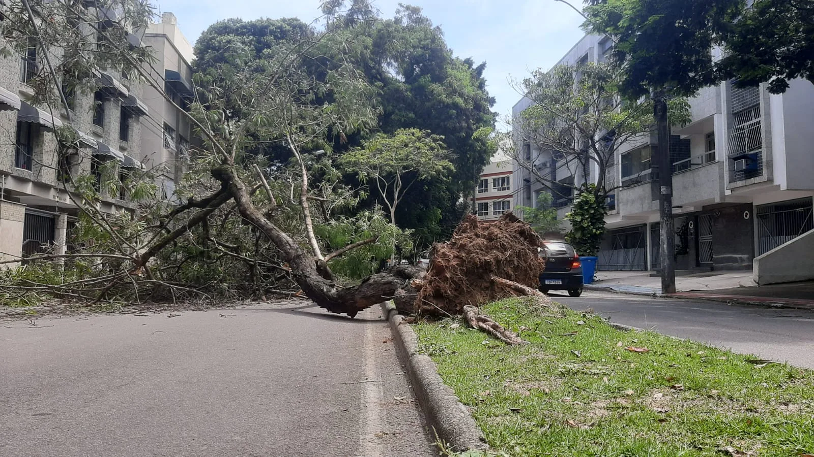 FOTOS | Árvore cai e interdita avenida em Jardim da Penha