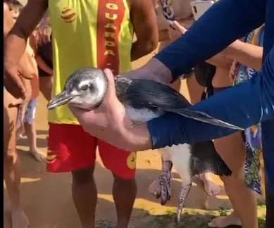 VÍDEO I Pinguim é encontrado em praia de Vila Velha