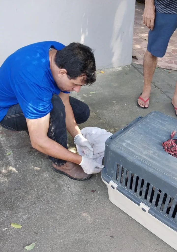 Cachorro é atropelado em Cariacica e motorista não presta socorro