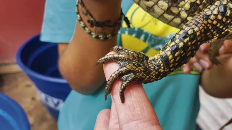 Projeto de preservação de jacarés vai levar ações ambientais para escolas da Grande Vitória