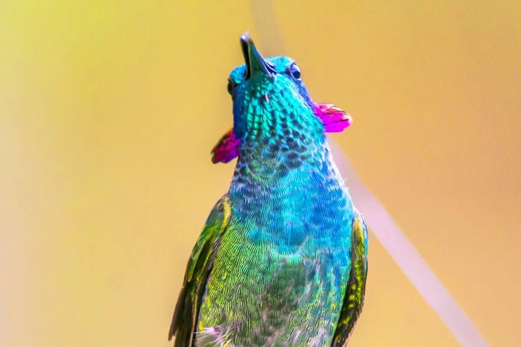 Close nas orelhas violetas do beija-flor-de-orelha-violeta (Colibri serrirostris).