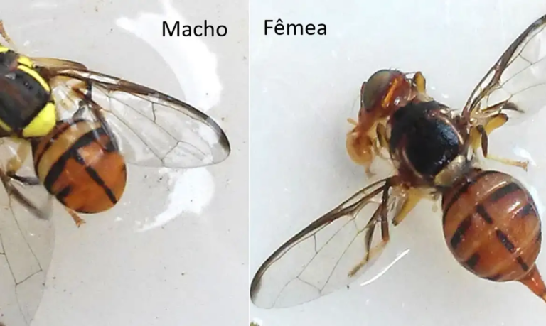 Mosca-da-carambola leva três estados à emergência fitossanitária