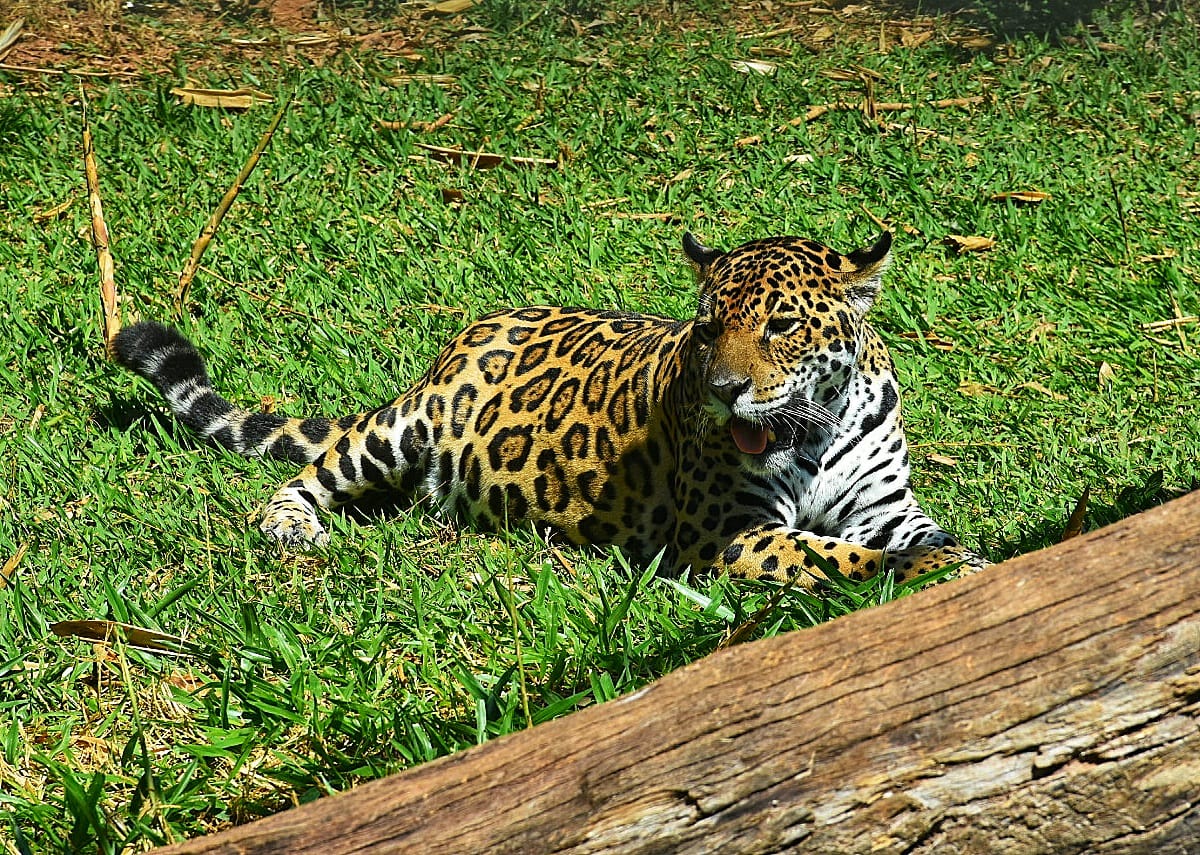 Zoológico do ES é vistoriado e segue fechado; ataque de onça será investigado pela polícia