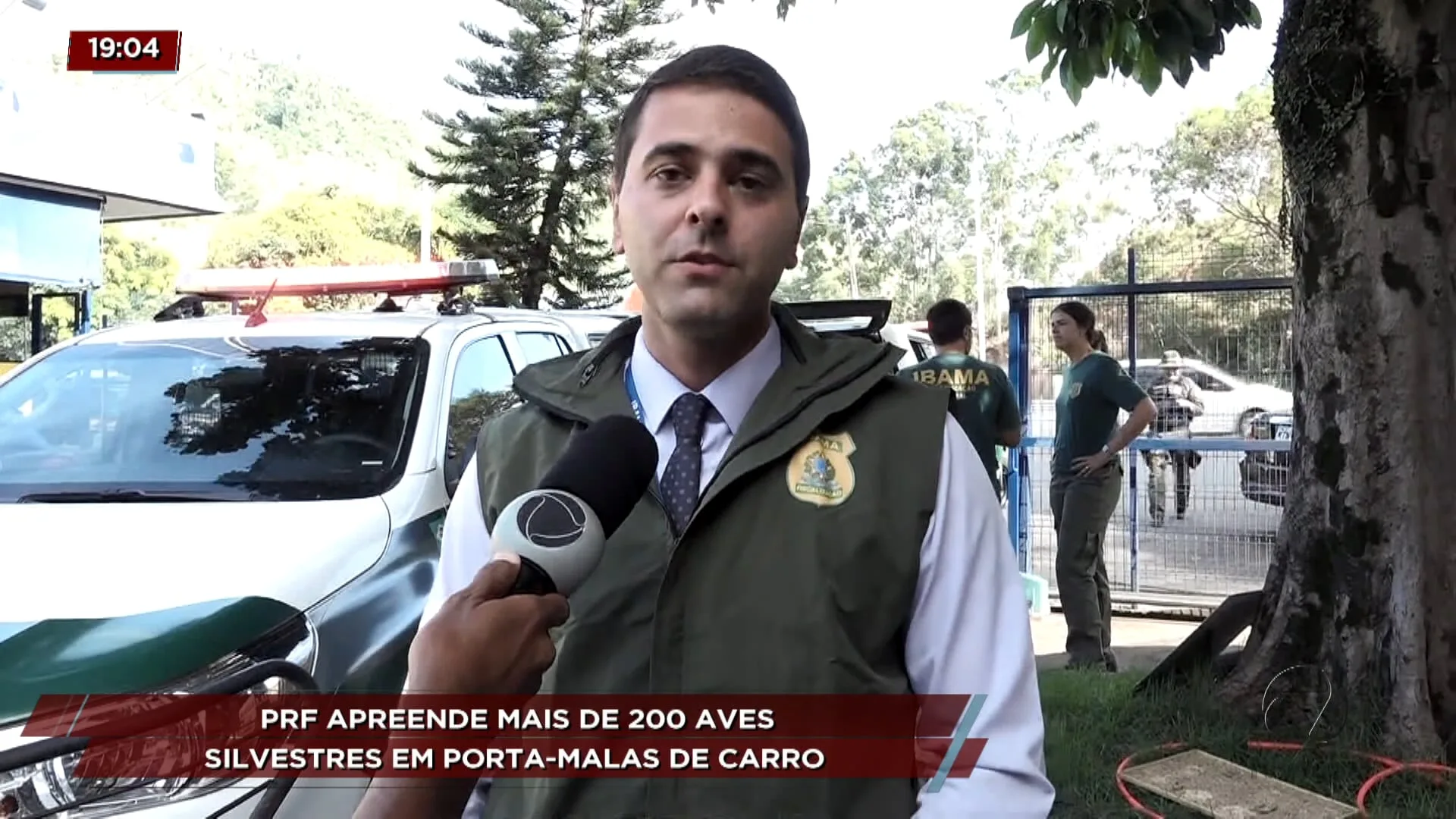 PRF apreende mais de 200 aves em carro