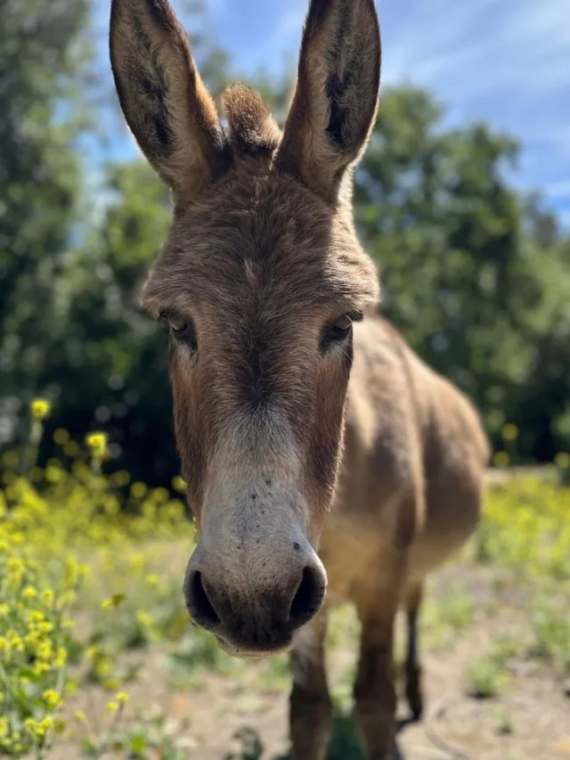 Foto: Instagram/ @bpdonkeys