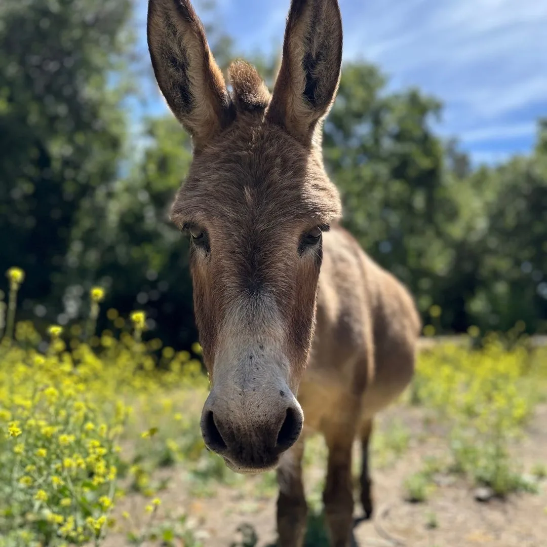 Foto: Instagram/ @bpdonkeys