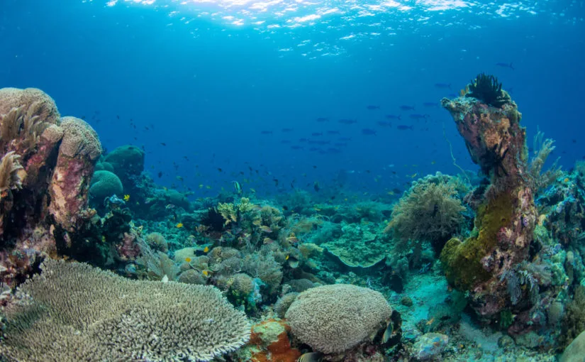 Oceanos são o verdadeiro pulmão do mundo, diz pesquisador