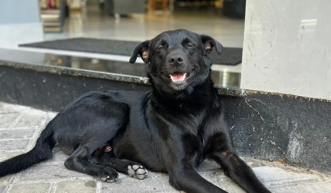 Cão de rua em Vitória enfrenta ameaças e moradores buscam adoção urgente