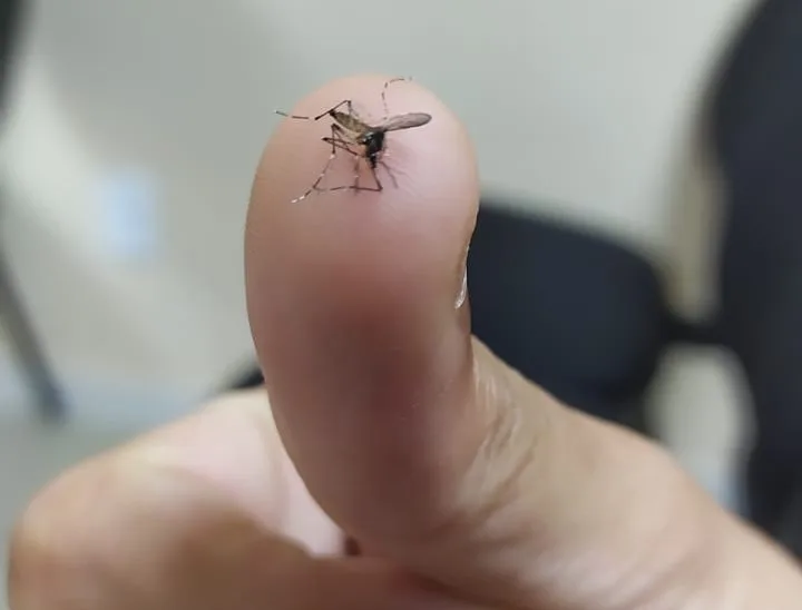 Venda Nova se mobiliza para combater Aedes aegypti